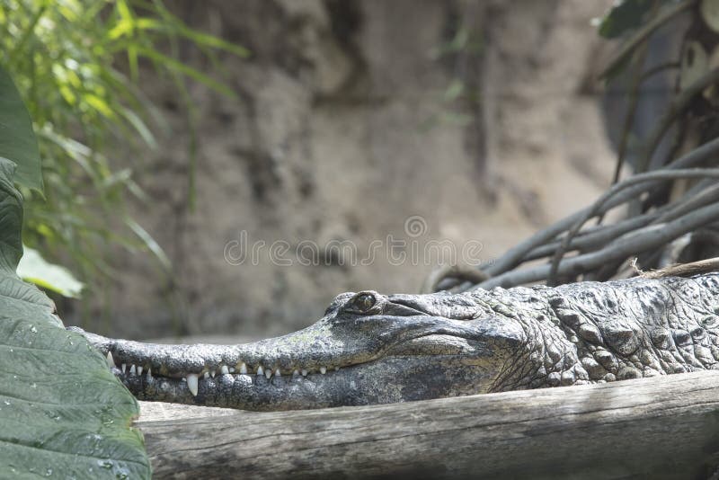 Crocodilo que toma sol no sol em uma área da selva imagens de stock royalty free Crocodilo que toma sol no sol em uma área da selva imagens de stock royalty free