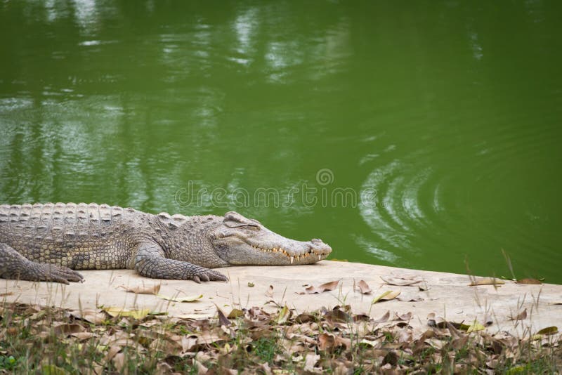 Crocodilo que toma sol no sol perto do rio foto de stock Crocodilo que toma sol no sol perto do rio foto de stock