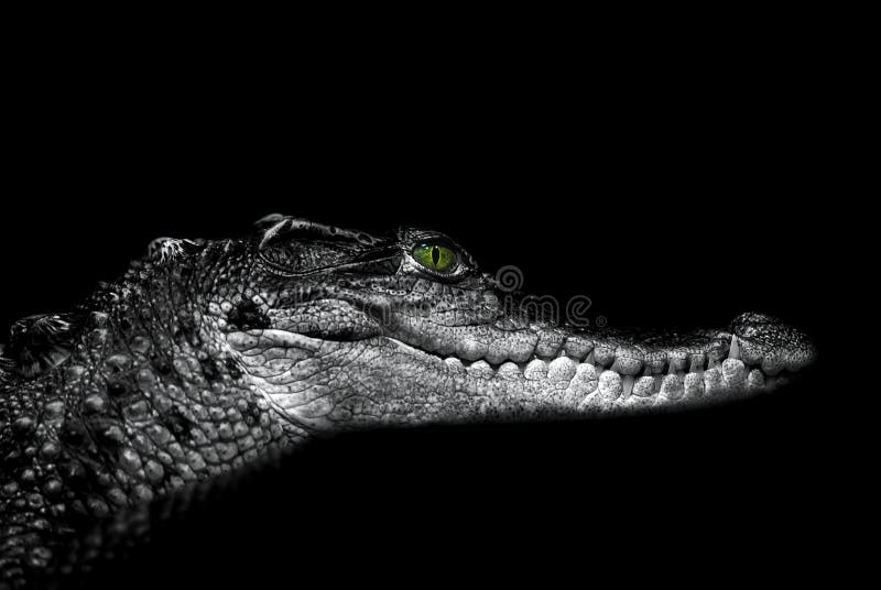 Crocodilo: retrato em um preto imagem de stock royalty free Crocodilo: retrato em um preto imagem de stock royalty free