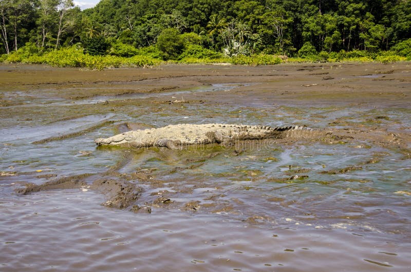 CROCODILO, RIO DE TARCOLES, COSTA RICA imagem de stock CROCODILO, RIO DE TARCOLES, COSTA RICA imagem de stock