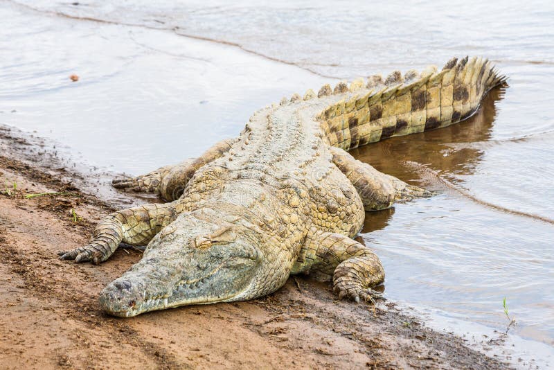 Crocodilos de Kenian imagens de stock Crocodilos de Kenian imagens de stock