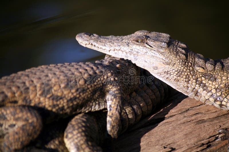 Crocodilos Jovens (África do Sul) foto de stock