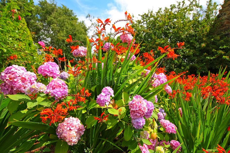 Crocosmia  Lucifer  and pink hydrangeas