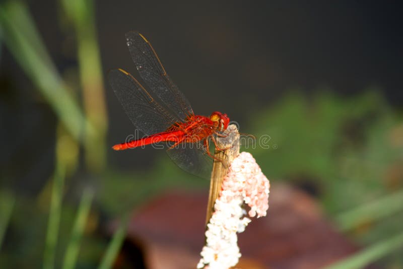 Crocothemis servilia - Scarlet Skimmer stock images