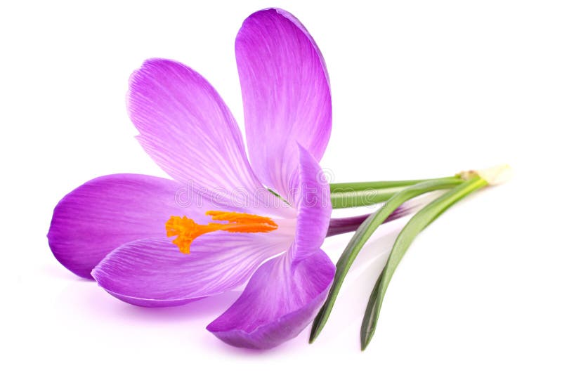 Crocus 1