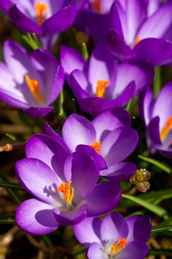 Crocus