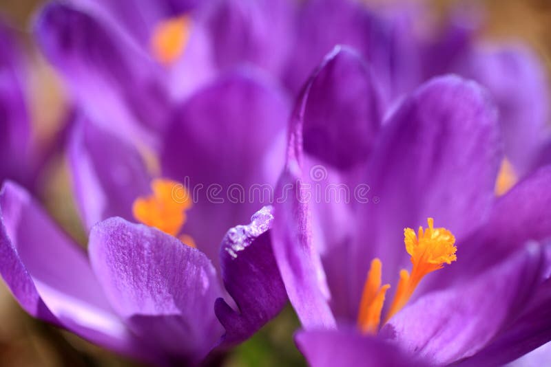 Crocus