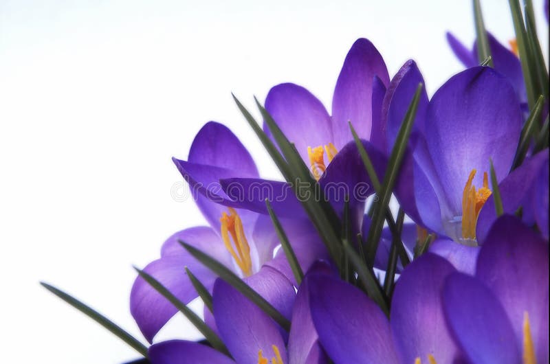 Crocus stock image. Image of beautiful, greenhouse, colorful - 669259