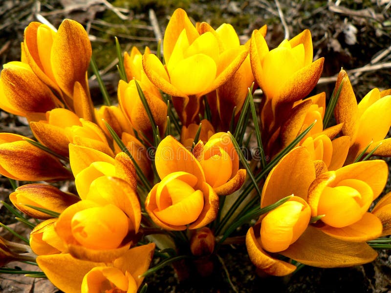 Crocus stock photo