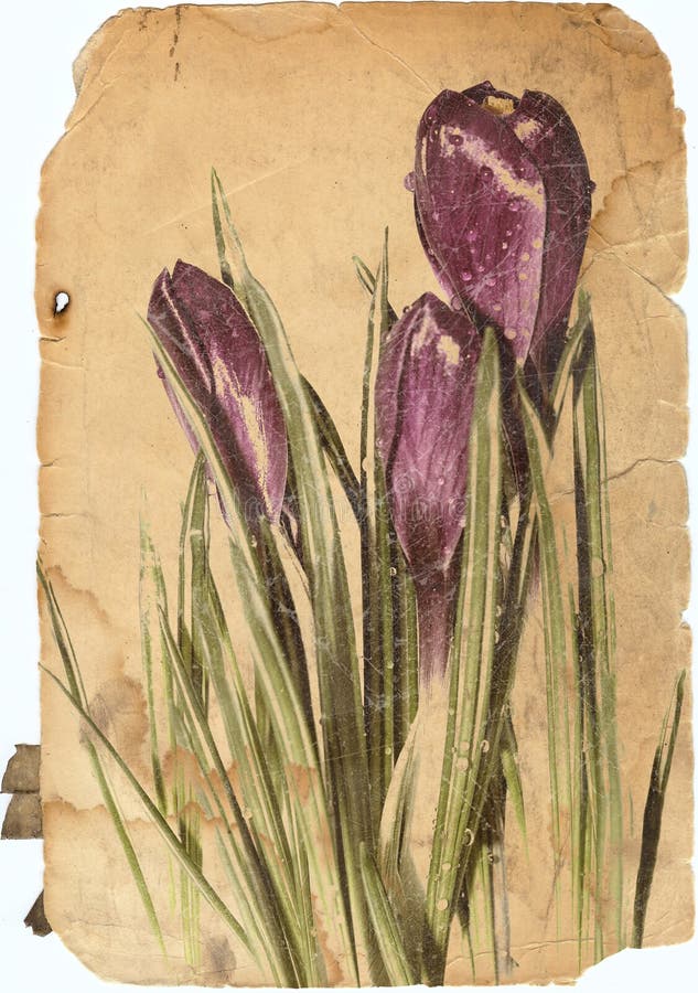 Crocus