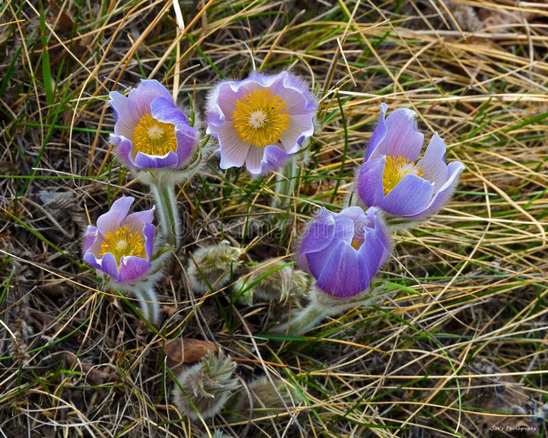 Pradera azafrán flores en el momento de la floración.