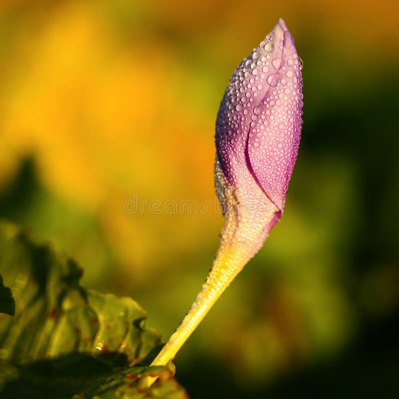 Crocus bud stock images Crocus bud stock images