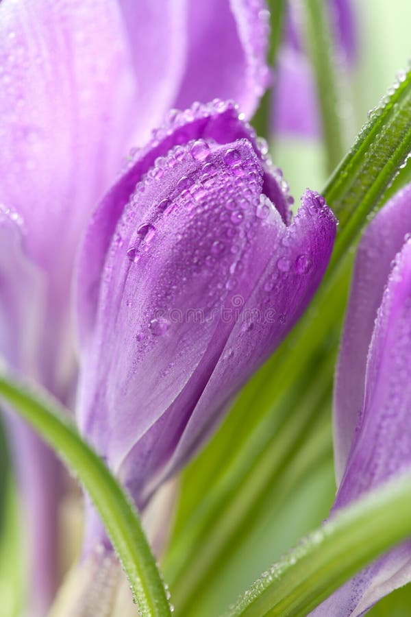 Crocus flower