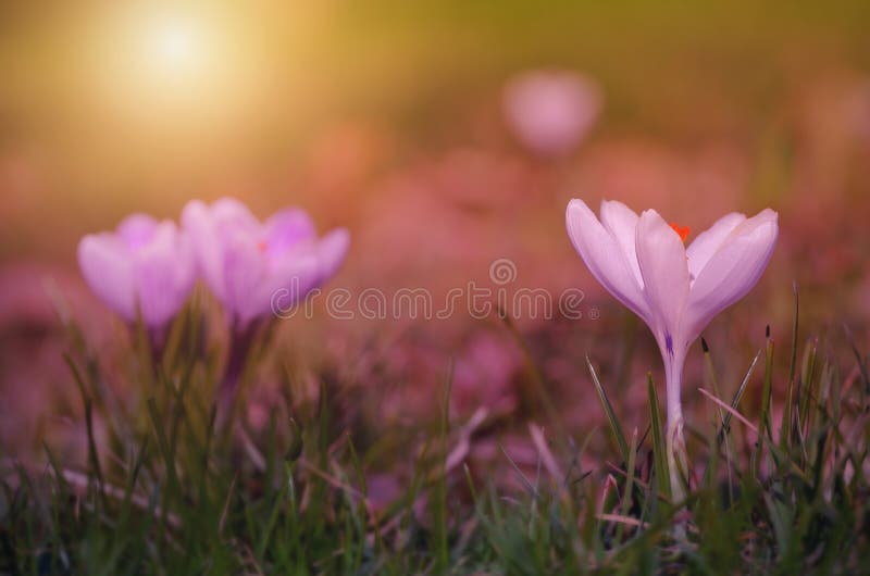 Crocus Flower Bloom in Sunset Stock Image Image of calm, beautiful