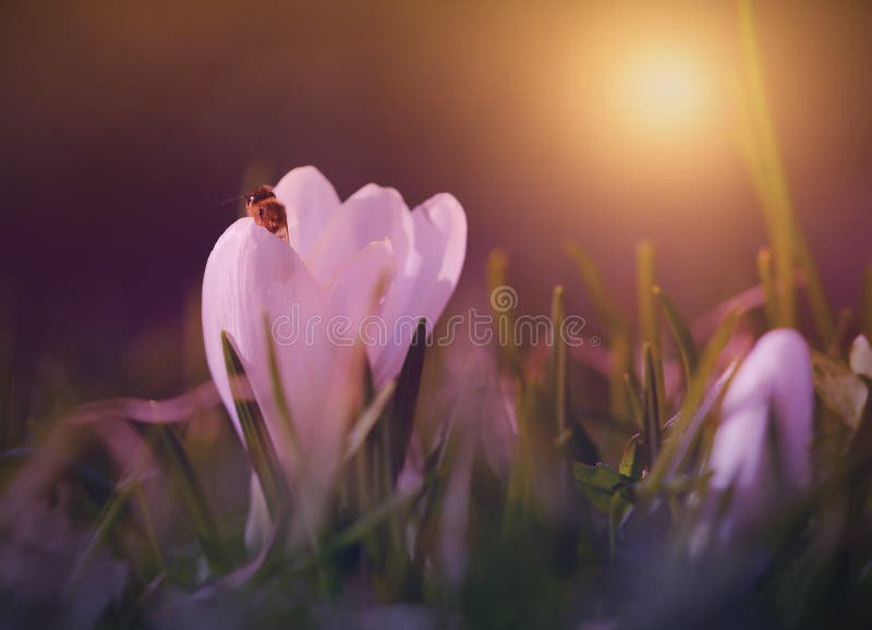 Crocus Flower Bloom in Sunset Stock Image Image of calm, beautiful