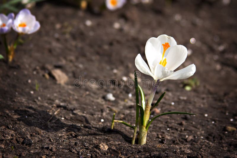 946 Flower Growing Out Ground Stock Photos Free & RoyaltyFree Stock