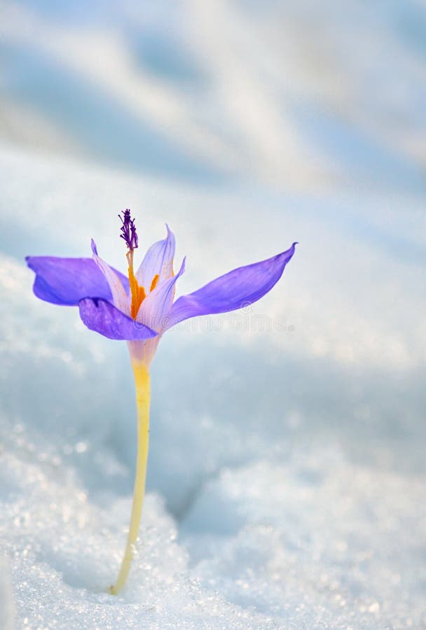 Crocus flower in the snow