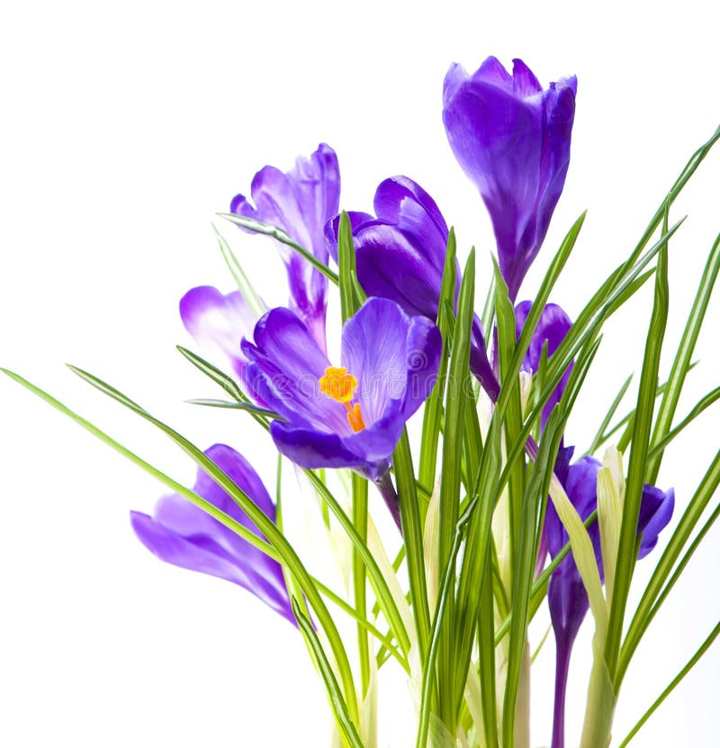 Crocus Flower in the Spring. Purple Crocuses Isolated on White ...