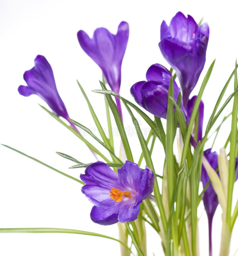 Crocus Flower in the Spring. Purple Crocuses Isolated on White