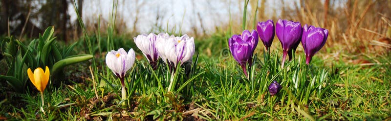 Crocus flowers