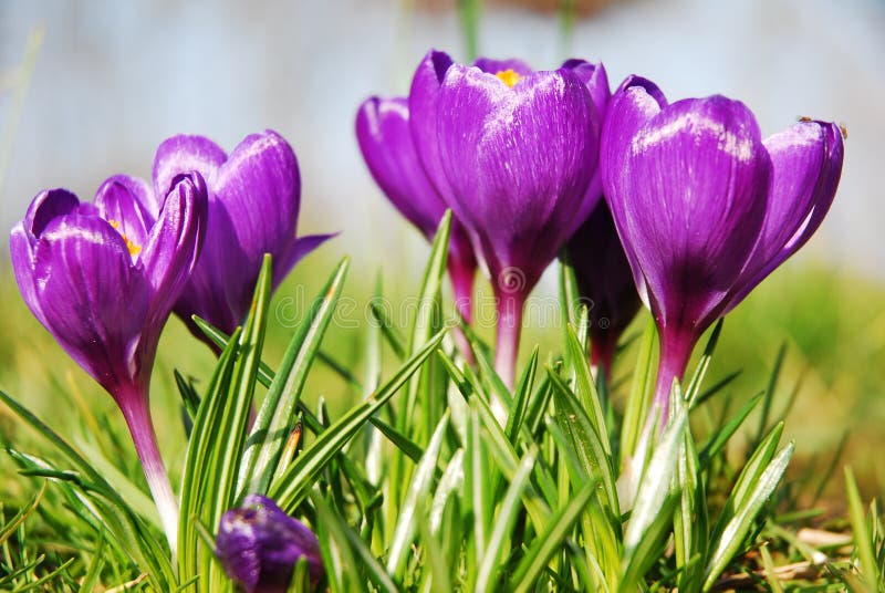 Crocus flowers