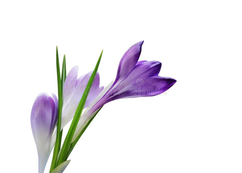 Crocus flowers and Bud stock photo. Image of special, botanical 4909166
