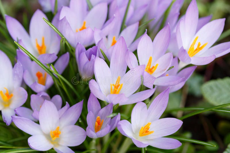 203 Crocus Uk Photos Free Royalty Free Stock Photos From Dreamstime