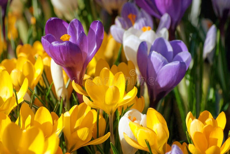 Crocus Flowers in Purple, Yellow and White