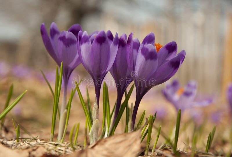 Crocus flowers
