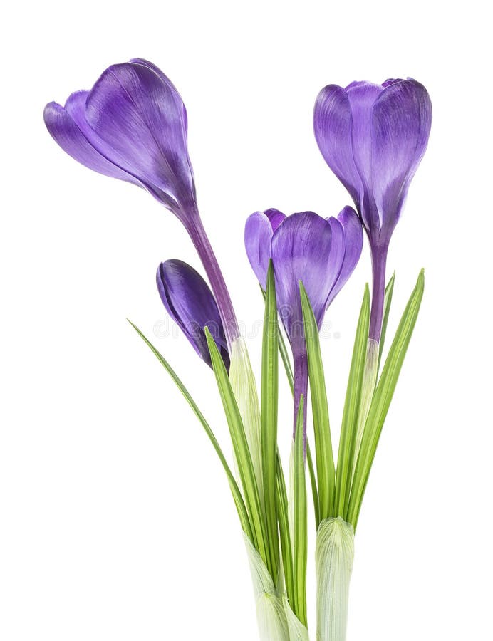 Crocus Flowers on Stem with Leaves Isolated on White Background Stock ...