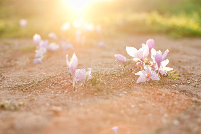 Crocus flowers in sunlight