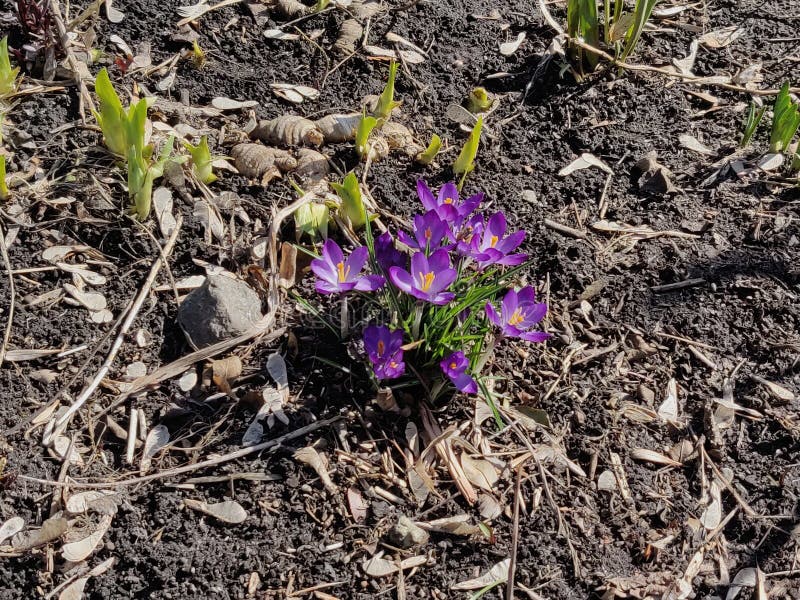 Crocus flowers violet stock image. Image of natural 142884069