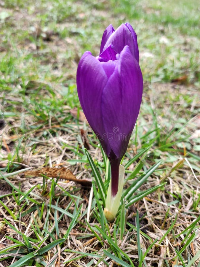 Crocus flowers violet stock photo. Image of fresh, smell 175704022