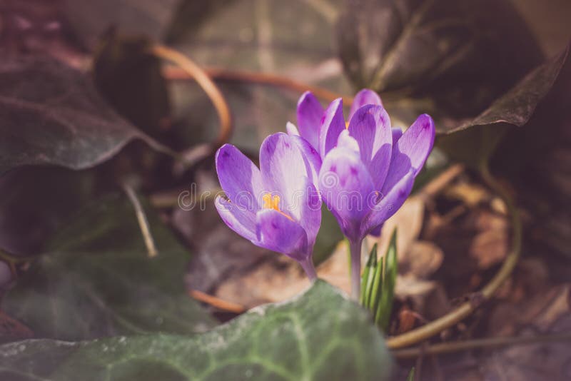 Crocus heuffelianus purple flowers, vintage photo. Spring time, primrose plants