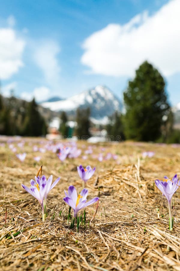 Crocus heuffelianus - Šafran Tatranksy ve Vysokých Tatrách