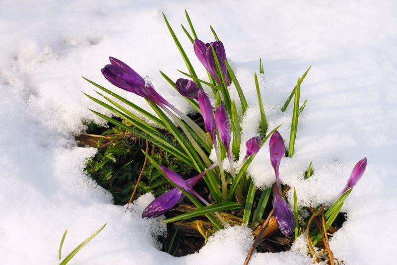 Crocus in the snow