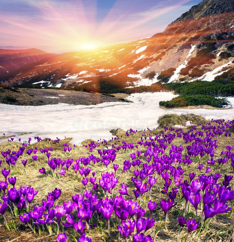 crocus-per​ce-neige-6​0309883