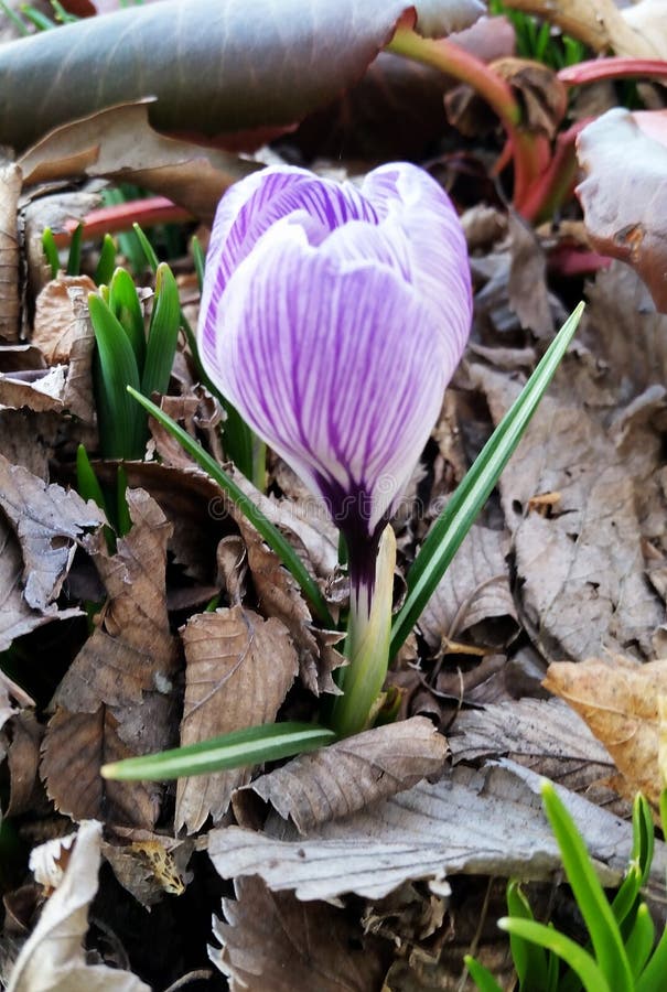 Crocus is a Perennial Flower. Saffron is a Type of Crocus Stock Photo