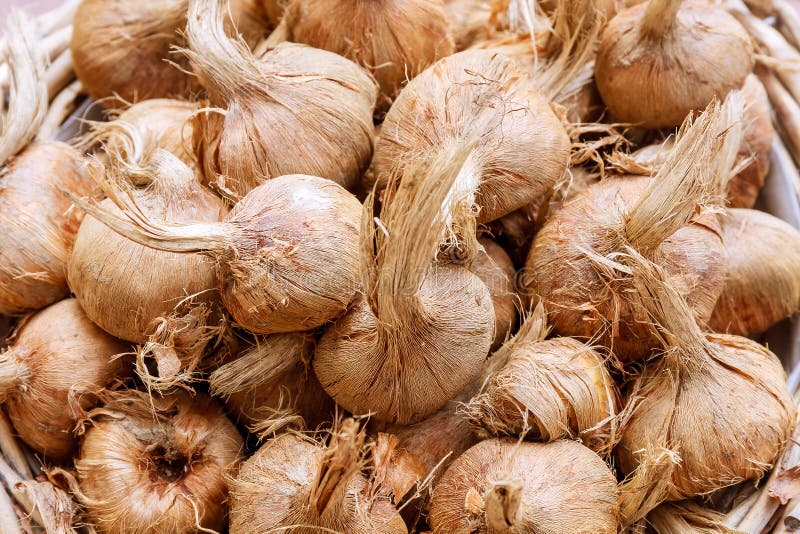 Crocus Sativus Bulbs in a Basket. Bulbs for Planting Saffron, for