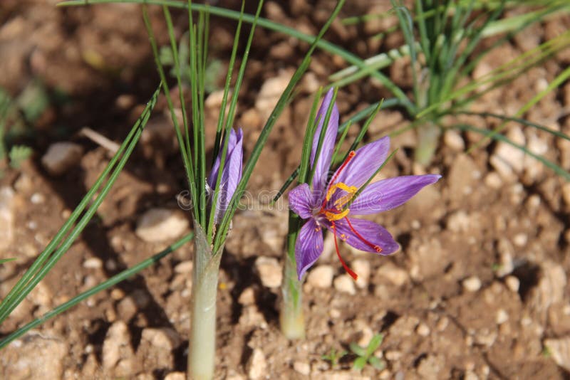 Crocus sativus, le profil de la fleur image stock Crocus sativus, le profil de la fleur image stock