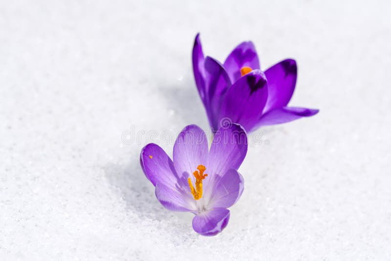 Crocus in the snow