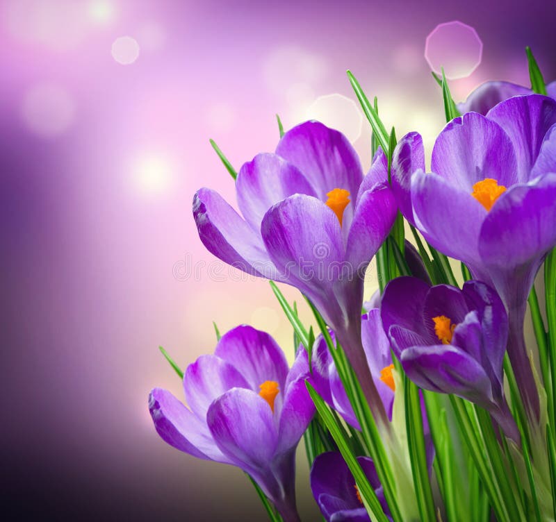 Crocus Fiori Di Primavera.