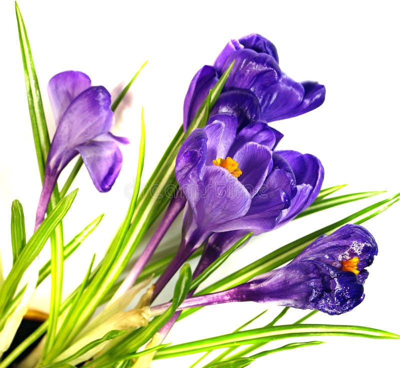 Crocus Spring Flowers stock image. Image of early, growth - 24125387