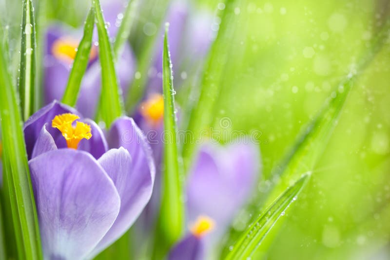 Crocus Spring Flowers