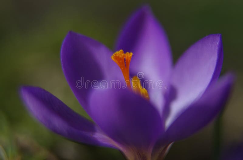 Crocus Spring Flowers. One of the very first flowers to herald in spring, this little crocus delights us with its brilliant blooms royalty free stock photo Crocus Spring Flowers. One of the very first flowers to herald in spring, this little crocus delights us with its brilliant blooms royalty free stock photo