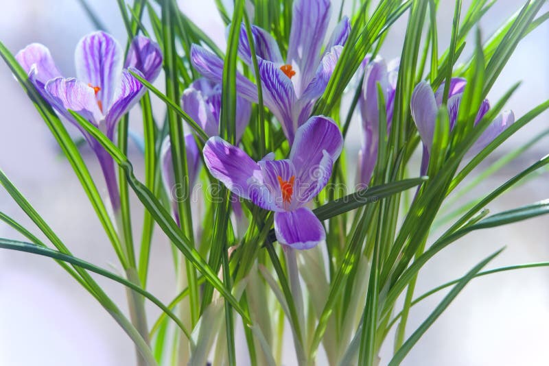 Crocus spring flowers stock photography Crocus spring flowers stock photography