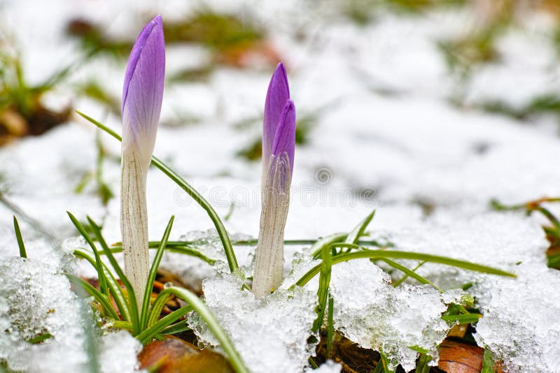 Crocus sprouts in snow details of nature in late winter