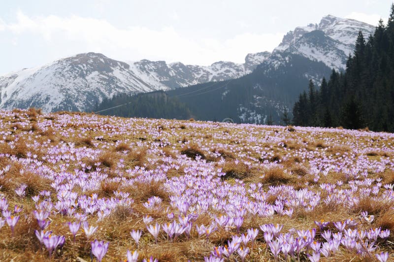 Crocus Vernus Saffron Flower Stock Image Image of glearing, symbol