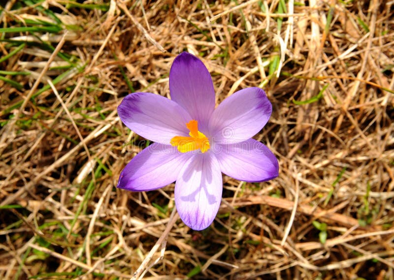 Crocus Vernus Saffron Flower Stock Photo Image of beatiful, nature
