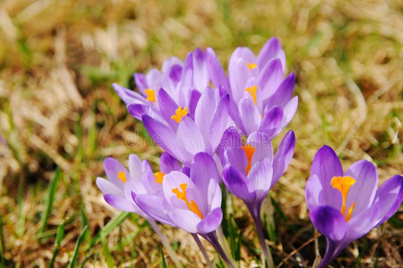 Crocus Vernus Saffron Flower Stock Photo Image of protect, saffron